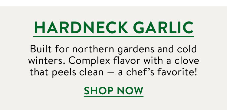 Hardneck Garlic