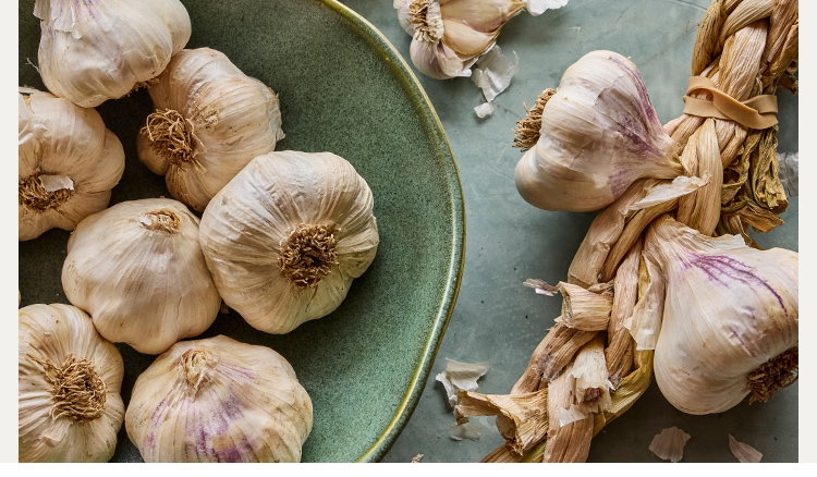 Softneck Garlic