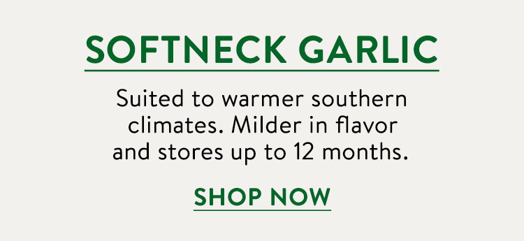 Softneck Garlic