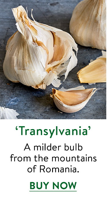 Transylvania Garlic Bulbs