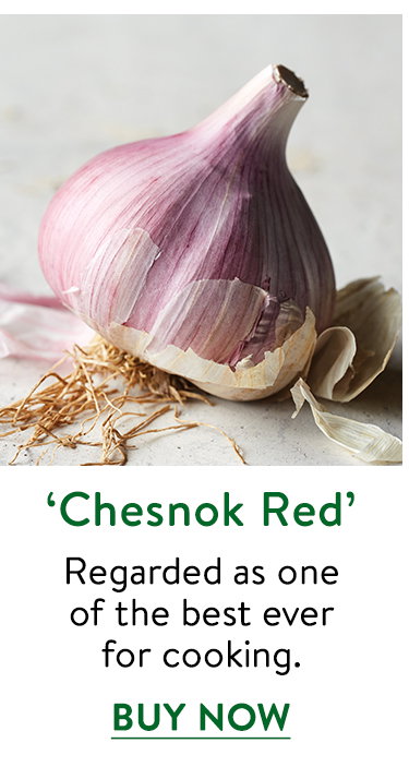 Chesnok Red, Garlic