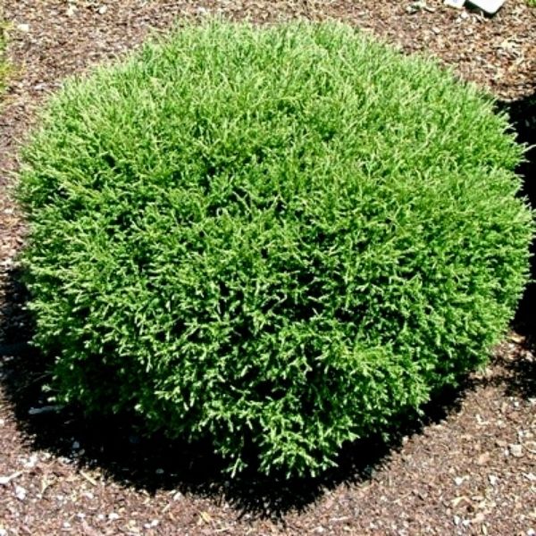 Image of Mr. Bowling Ball® Arborvitae