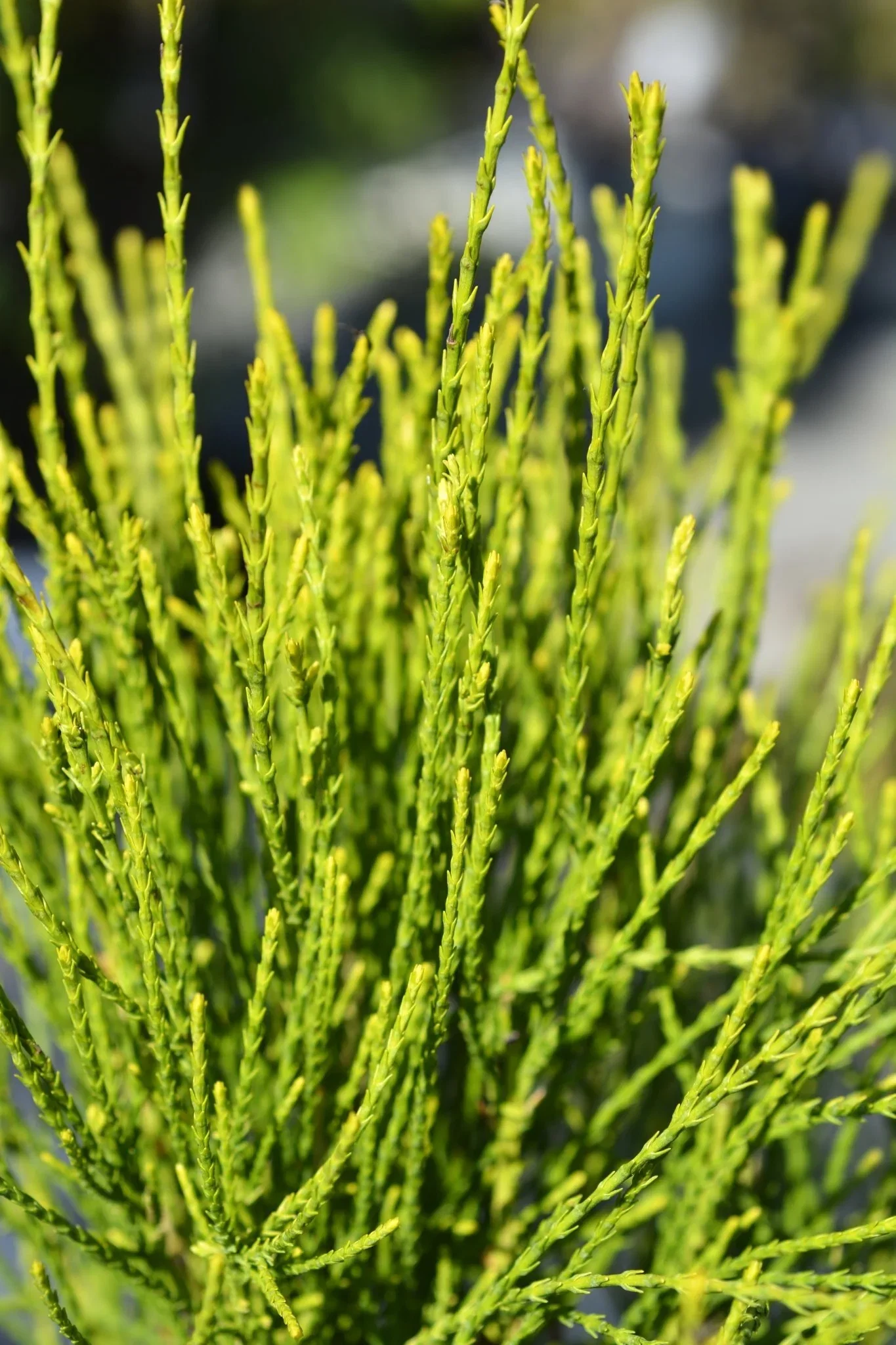 Image of Franky Boy Arborvitae