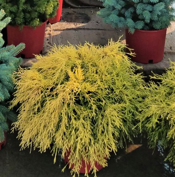 Image of Golden Mop False Cypress