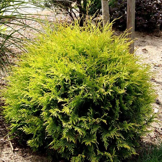 Image of Golden Globe Arborvitae