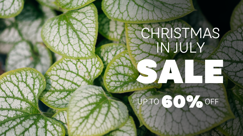 Christmas in July Sale up to 60% off banner with candy cane stripes in front of a jack frost plant background