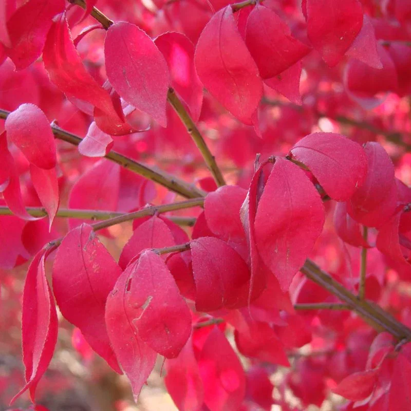 Image of Compacta Burning Bush