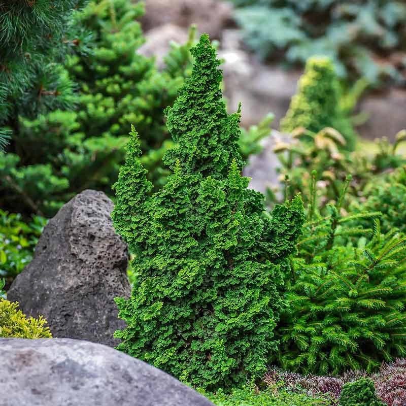 Image of Primo® Dwarf Arborvitae