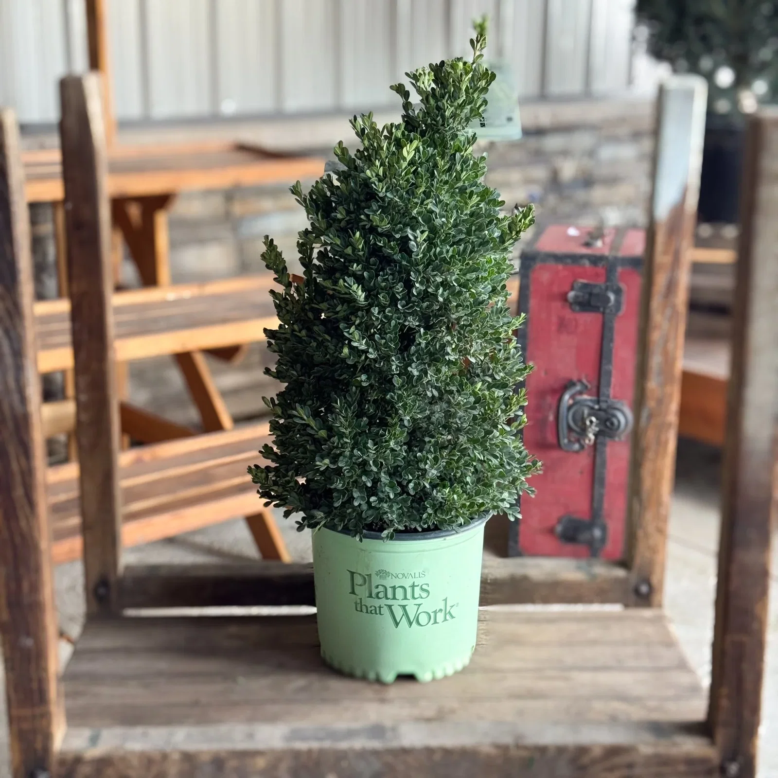 Image of Cranberry Creek Boxwood