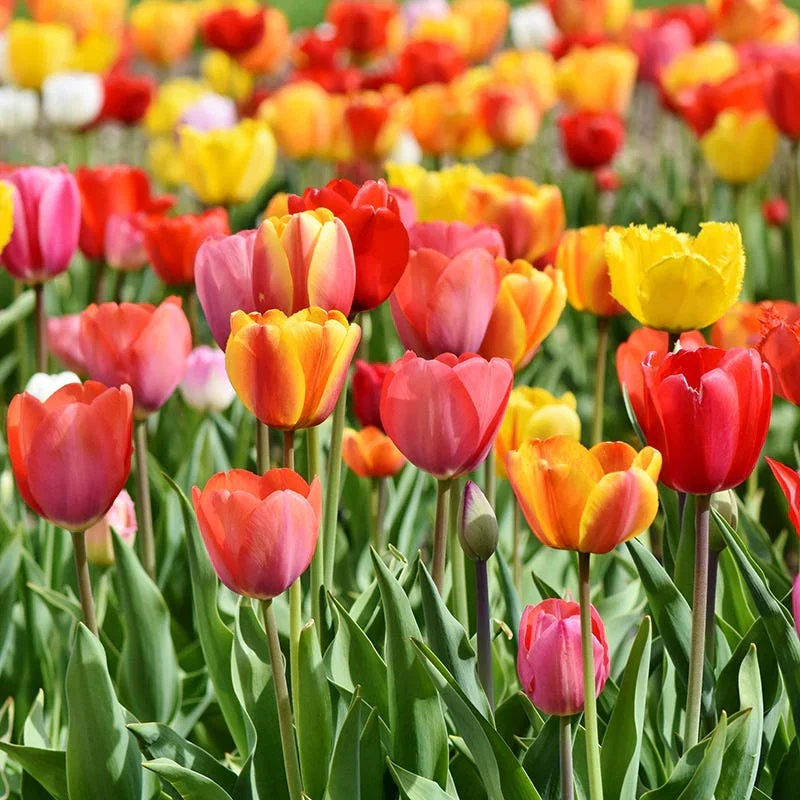Tequila Sunrise Darwin Tulip Mix
