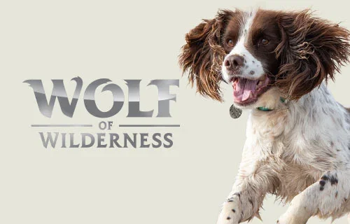 Wolf of Wilderness