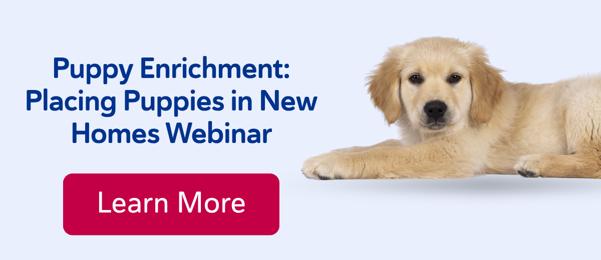 Puppy Enrichment: Placing Puppies in New Homes Webinar