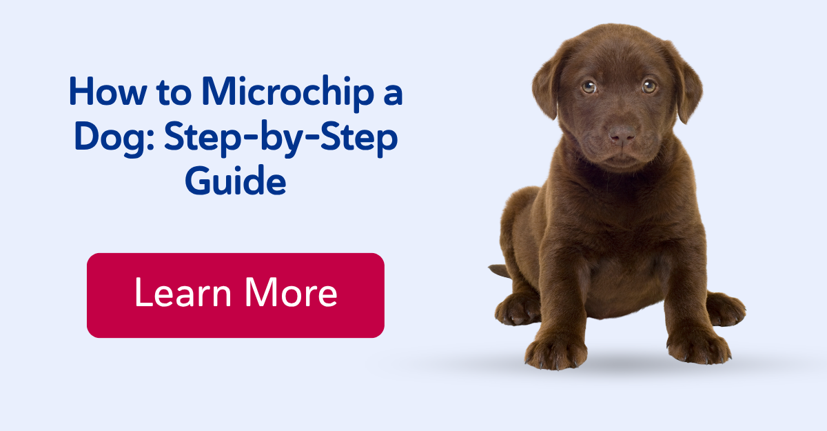 How to Microchip a Dog: Step-by-Step Guide