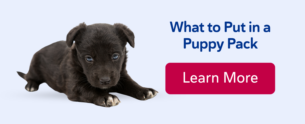 What to Put in a Puppy Pack