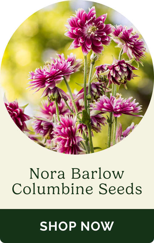 Nora Barlow Columbine Seeds