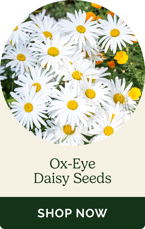 Ox-Eye Daisy Seeds