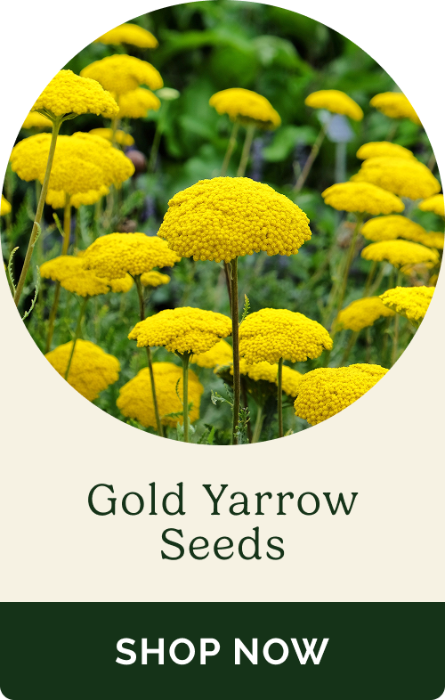 Gold Yarrow Seeds