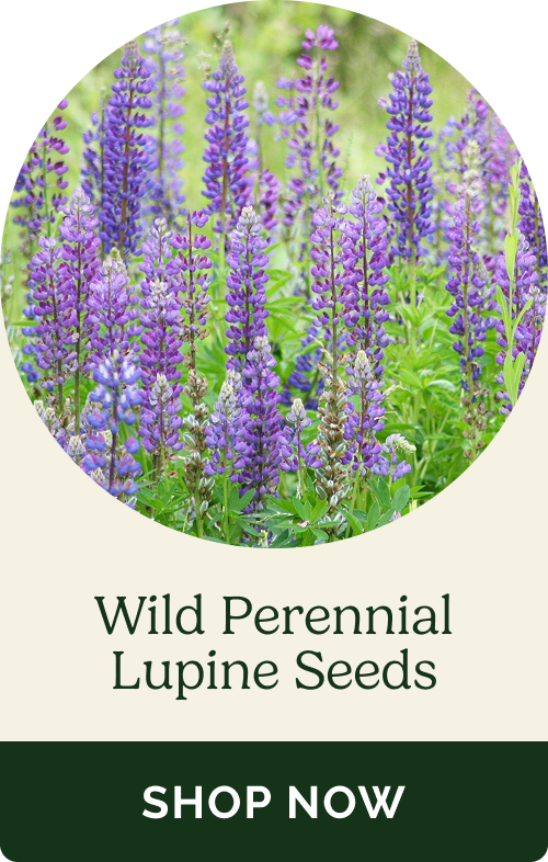 Wild Perennial Lupine Seeds