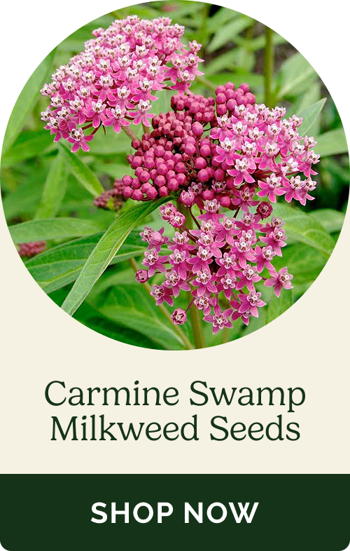 Carmine Swamp Milkweed Seeds