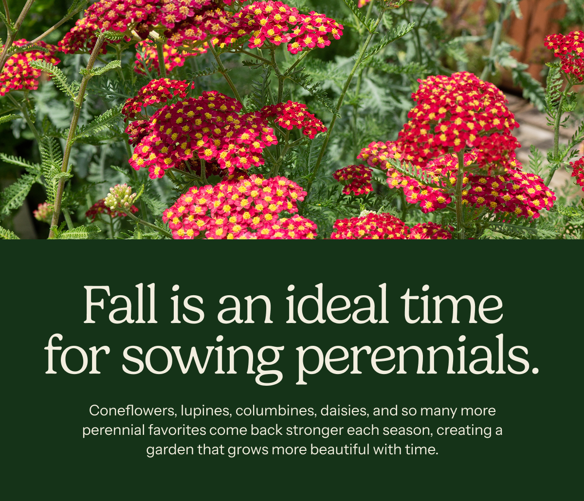 Fall is an ideal time for sowing perennials. – Coneflowers, lupines, columbines, deaisies, and so many more perennial favorites come back stronger each season, creating a garden that grows more beautiful with time..