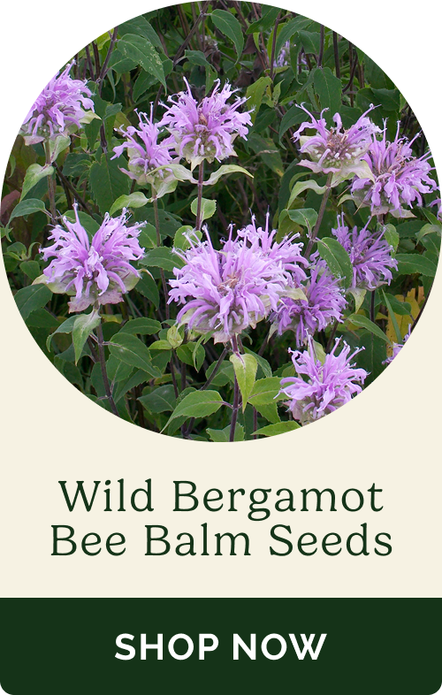 Wild Bergamot Bee Balm Seeds
