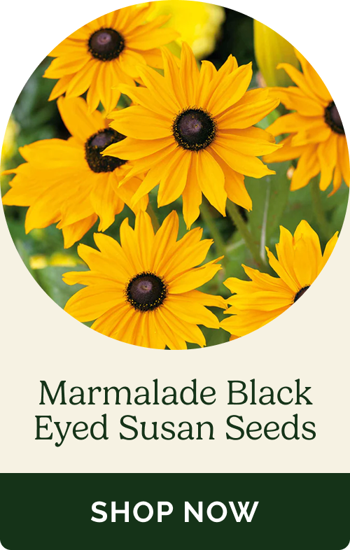 Marmalade Black Eyed Susan Seeds