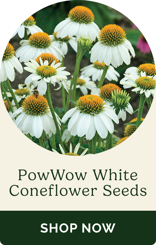PowWow White Coneflower Seeds