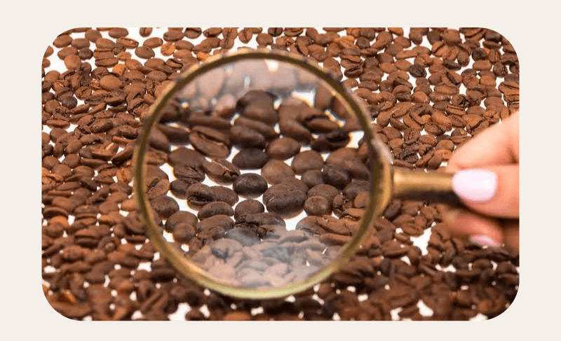 looking into the coffee bean