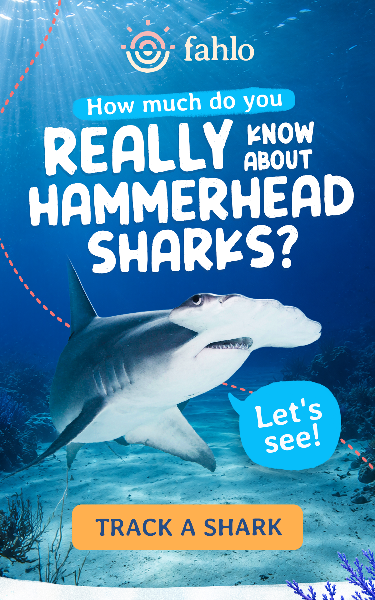 How much do you really know about hammerhead sharks?