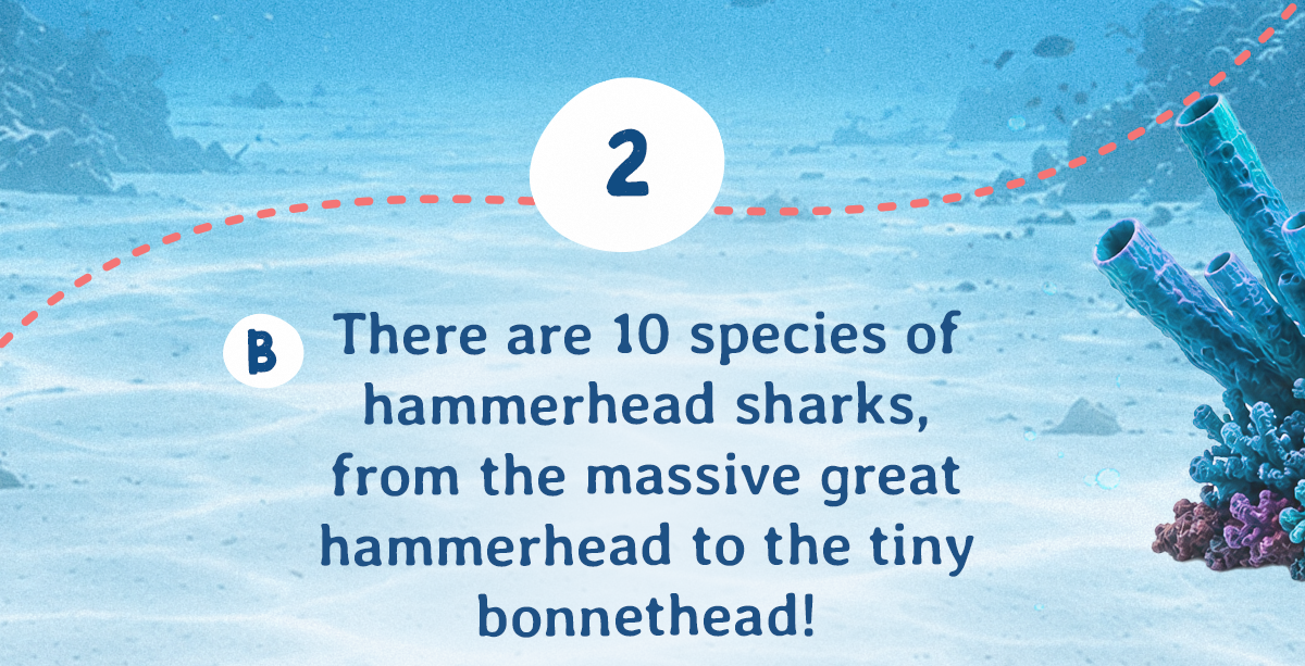 Answer B - 10 species of hammerhead sharks