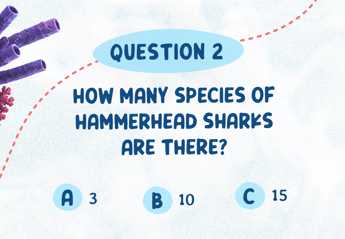 Question 2: How many species of hammerhead sharks are there?