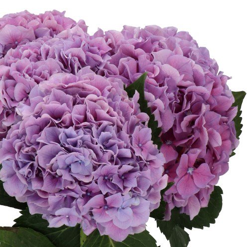 ‘Cassanova’ - XXXL Mophead Hydrangea