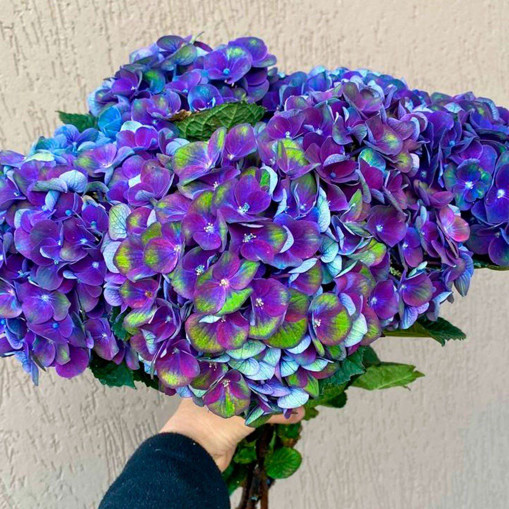 ‘Charlotte Blue’ - XXXL Mophead Hydrangea