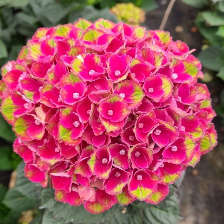 ‘Charlotte Red’ - XXXL Mophead Hydrangea