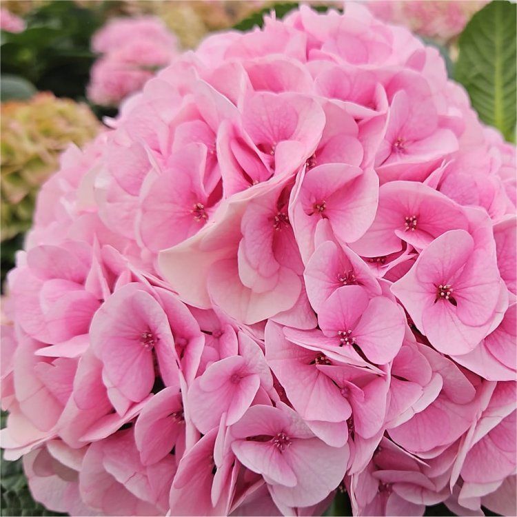 ‘Candy Floss’ - XXXL Mophead Hydrangea