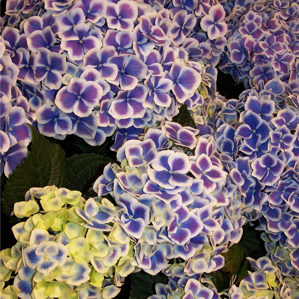 ‘Harlequin’ - XXXL Mophead Hydrangea