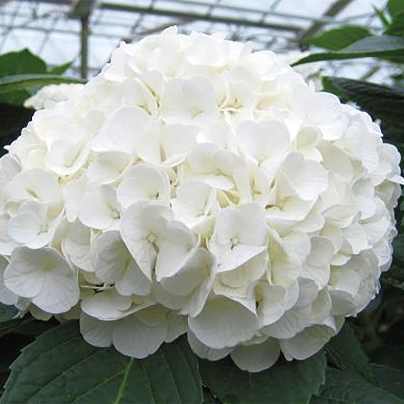‘Magical Pearl’ - XXXL Mophead Hydrangea