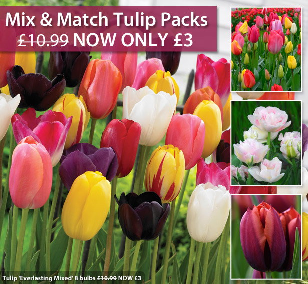 Tulips Mix & Match