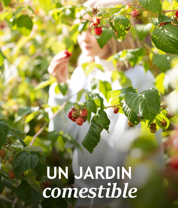 Jardin comestible