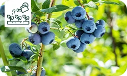 Comment planter le myrtillier et le cultiver dans le jardin ?