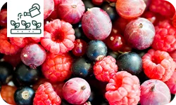 Faire pousser ses propres fruits rouges : astuces et erreurs à éviter !