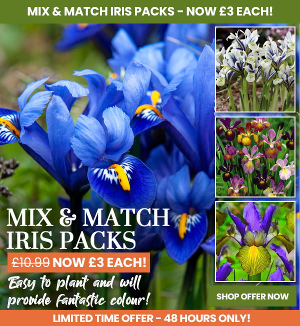 Iris Mix & Match