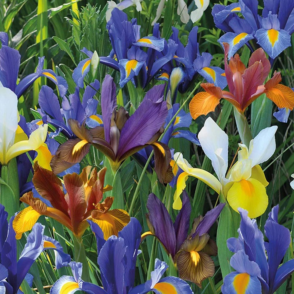 Iris 'Dutch Mixed'