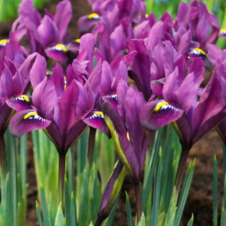 Iris 'Purple Hill'