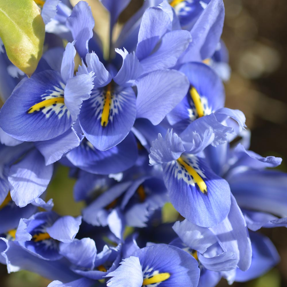 Iris 'Alida'