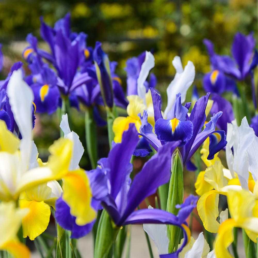 Iris 'Hollandica Mix'