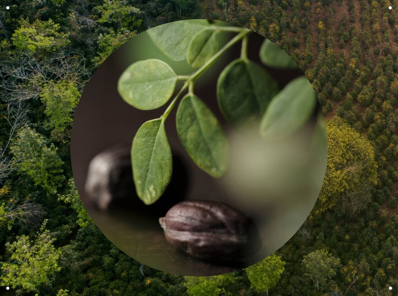 Moringa seeds, Aveda One For All Leave-In Elixir ingredient.