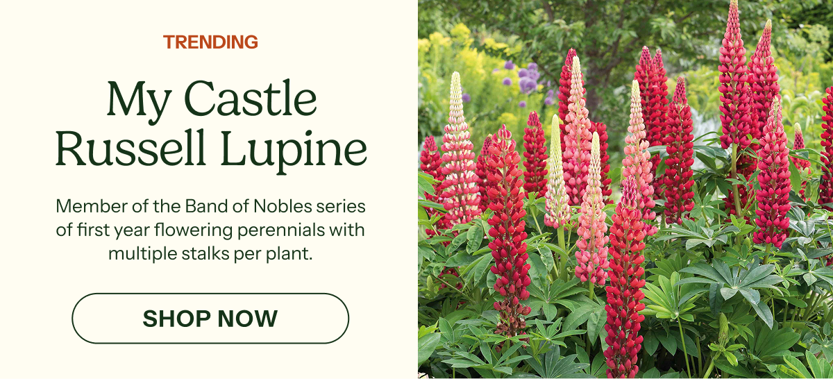 My Castle Russell Lupine