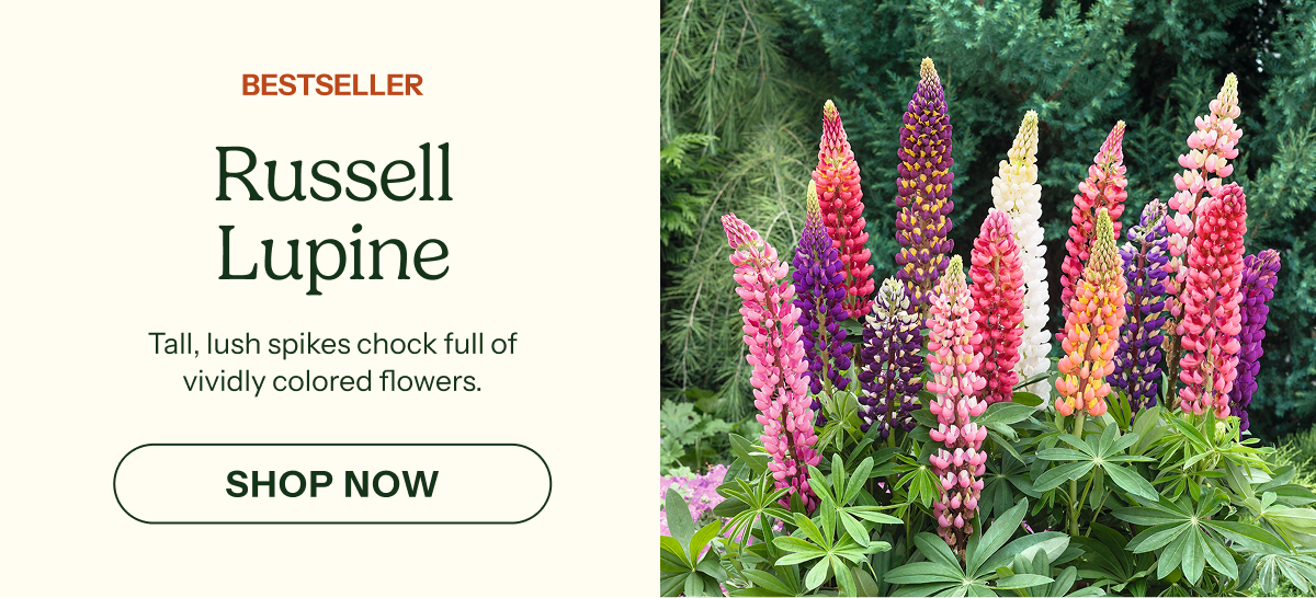 Russell Lupine