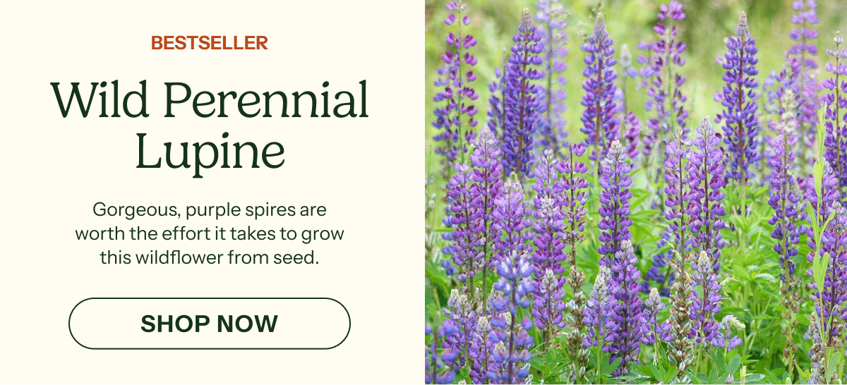 Wild Perennial Lupine